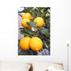 Yellow Meyer Lemons Tree Wall Decal
