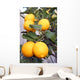 Yellow Meyer Lemons Tree Wall Decal