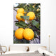 Yellow Meyer Lemons Tree Wall Decal
