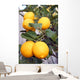 Yellow Meyer Lemons Tree Wall Decal