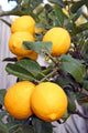 Yellow Meyer Lemons Tree Wall Decal