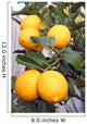 Yellow Meyer Lemons Tree Wall Decal