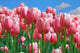 Tulips Blue Sky Wall Decal