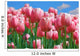 Tulips Blue Sky Wall Decal