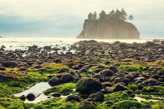 Foggy Natural Olympic Coast Wall Decal