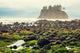 Foggy Natural Olympic Coast Wall Decal