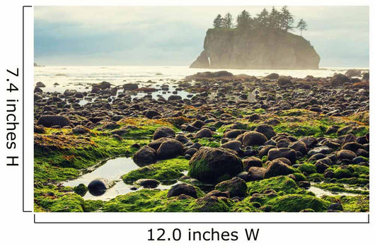 Foggy Natural Olympic Coast Wall Decal