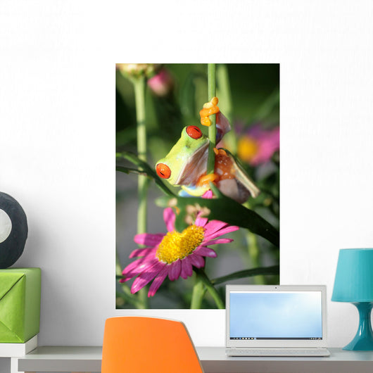 Red Eyed Tree Frog Wall Decal