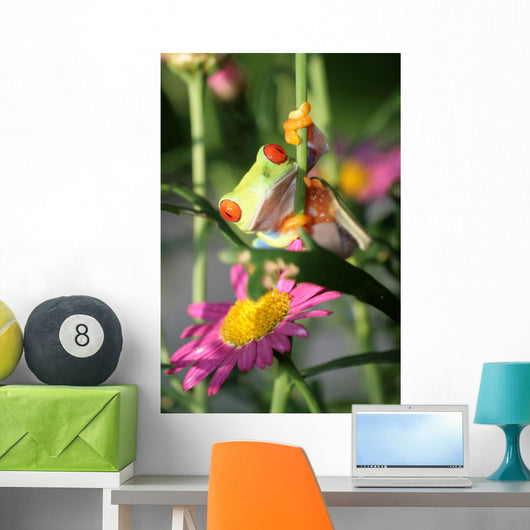 Red Eyed Tree Frog Wall Decal