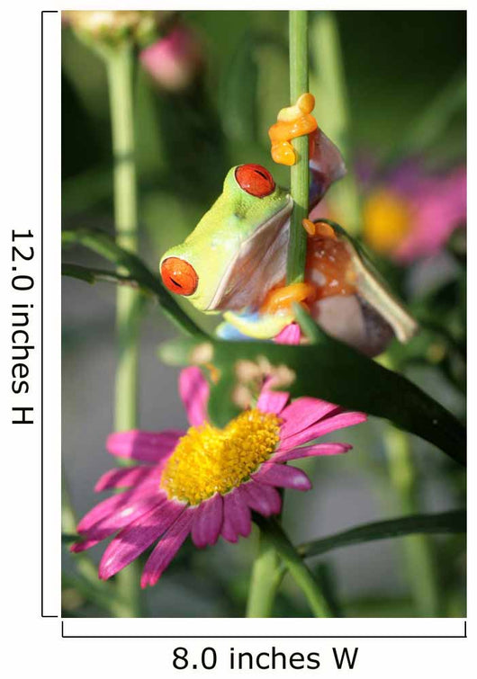 Red Eyed Tree Frog Wall Decal