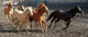 herd of horses Wall Mural