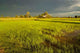 Rizieres Sunset Wall Decal