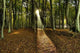 Autumn Forest Wall Mural