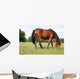 Pferd Wall Decal