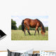 Pferd Wall Decal