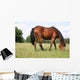 Pferd Wall Decal