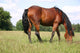 Pferd Wall Decal