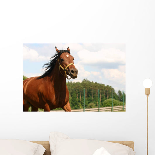 Horse Wall Mural