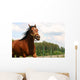 Horse Wall Mural