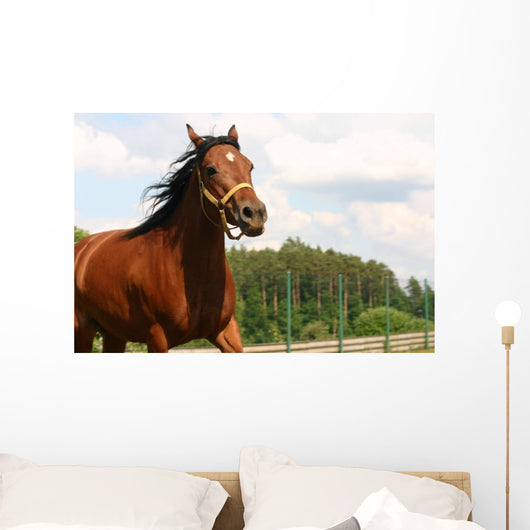 Horse Wall Mural
