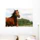 Horse Wall Mural