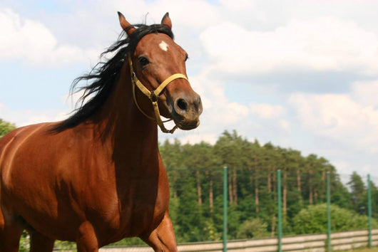 Horse Wall Mural
