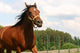 Horse Wall Mural