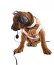 Musical Ridgeback Wall Decal