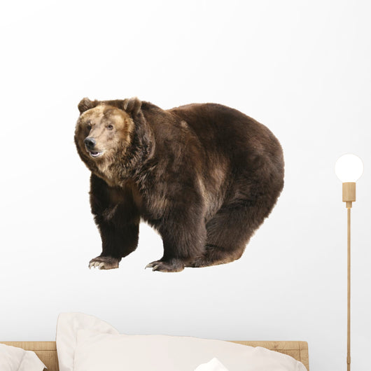 Big Brown Bear White Wall Decal