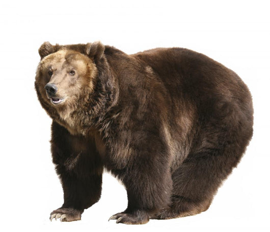 Big Brown Bear White Wall Decal