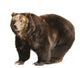 Big Brown Bear White Wall Decal