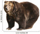Big Brown Bear White Wall Decal