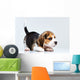 Beagle puppy Wall Decal