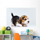 Beagle puppy Wall Decal