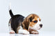 Beagle puppy Wall Decal