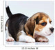 Beagle puppy Wall Decal