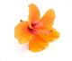 Hibiscus White Wall Decal