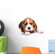 Beagle puppy Wall Decal