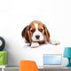 Beagle puppy Wall Decal