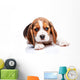 Beagle puppy Wall Decal