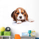 Beagle puppy Wall Decal