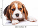 Beagle puppy Wall Decal