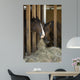 Colt Wall Decal