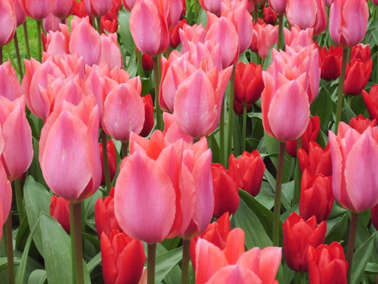 Rosa Tulpen Pink Tulips Wall Decal