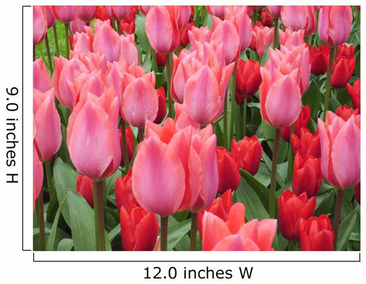 Rosa Tulpen Pink Tulips Wall Decal