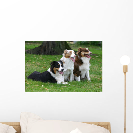 Three Australian Shepherd Wall Decal