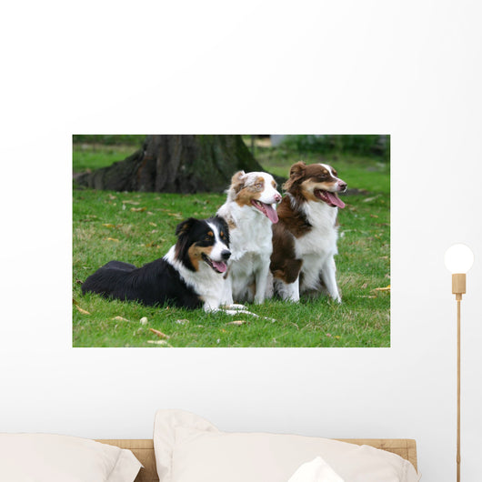 Three Australian Shepherd Wall Decal