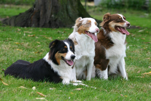 Three Australian Shepherd Wall Decal