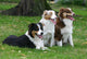 Three Australian Shepherd Wall Decal