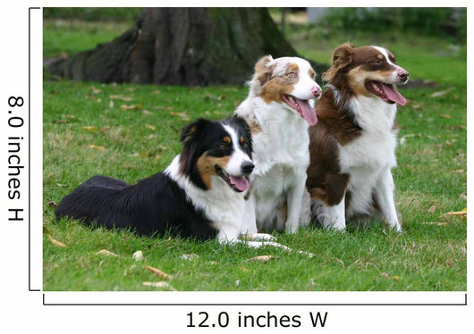 Three Australian Shepherd Wall Decal